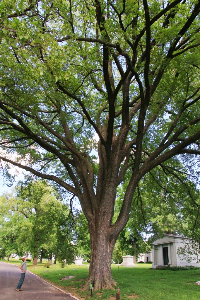 State Champion American Elm