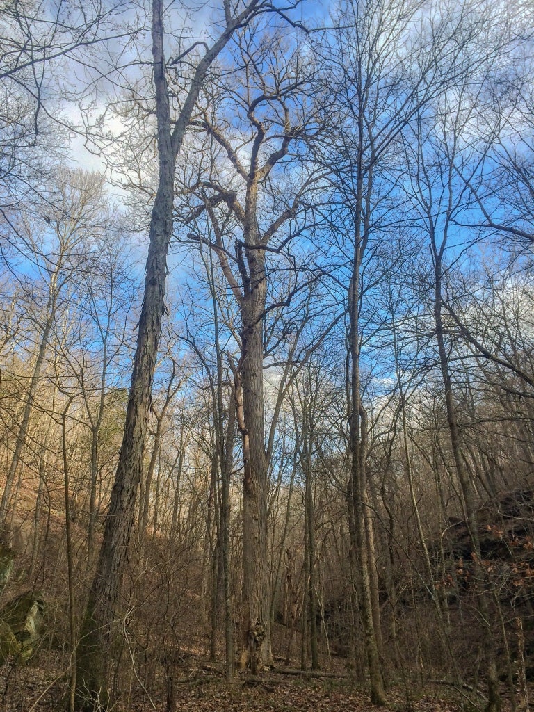 State Champion Slippery Elm