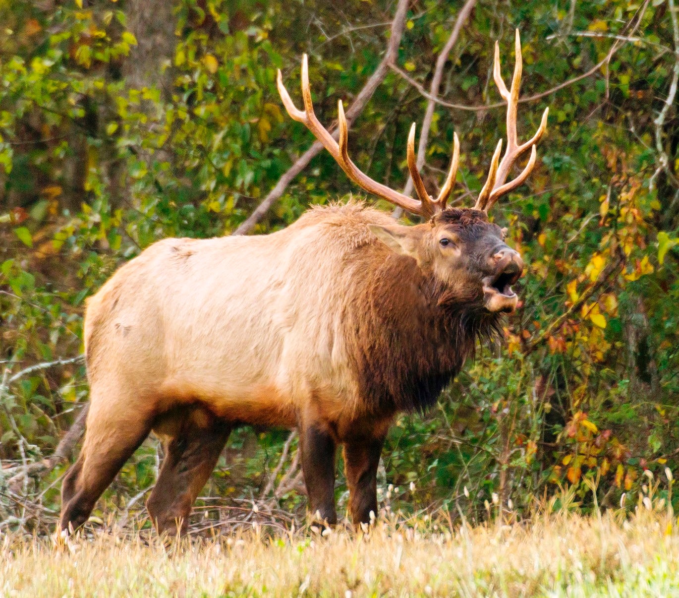 Bull Elk Bugling