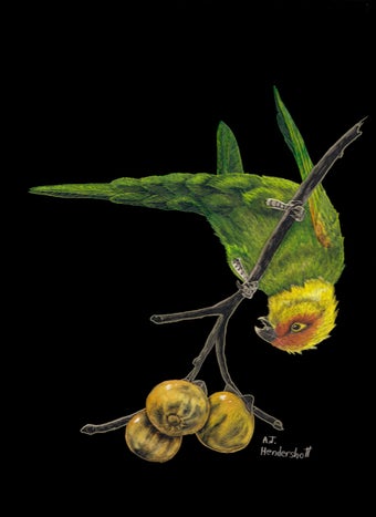 Carolina Parakeet by AJ Hendershott