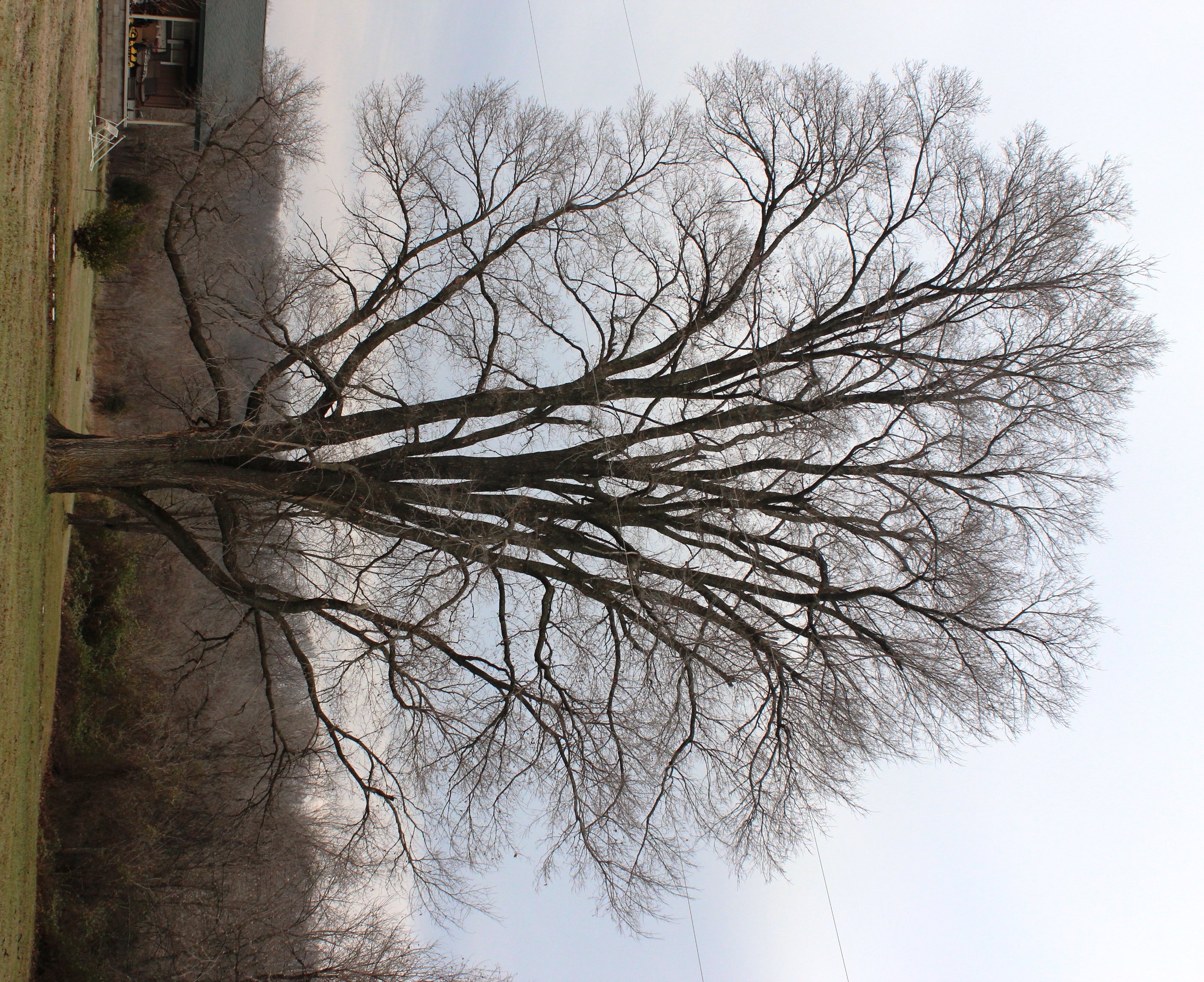 State Champion Slippery Elm