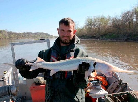 Pallid Sturgeon Sampling by MDC Staff