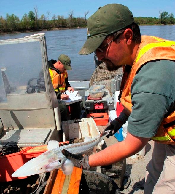 Pallid Sturgeon Sampling by MDC Staff