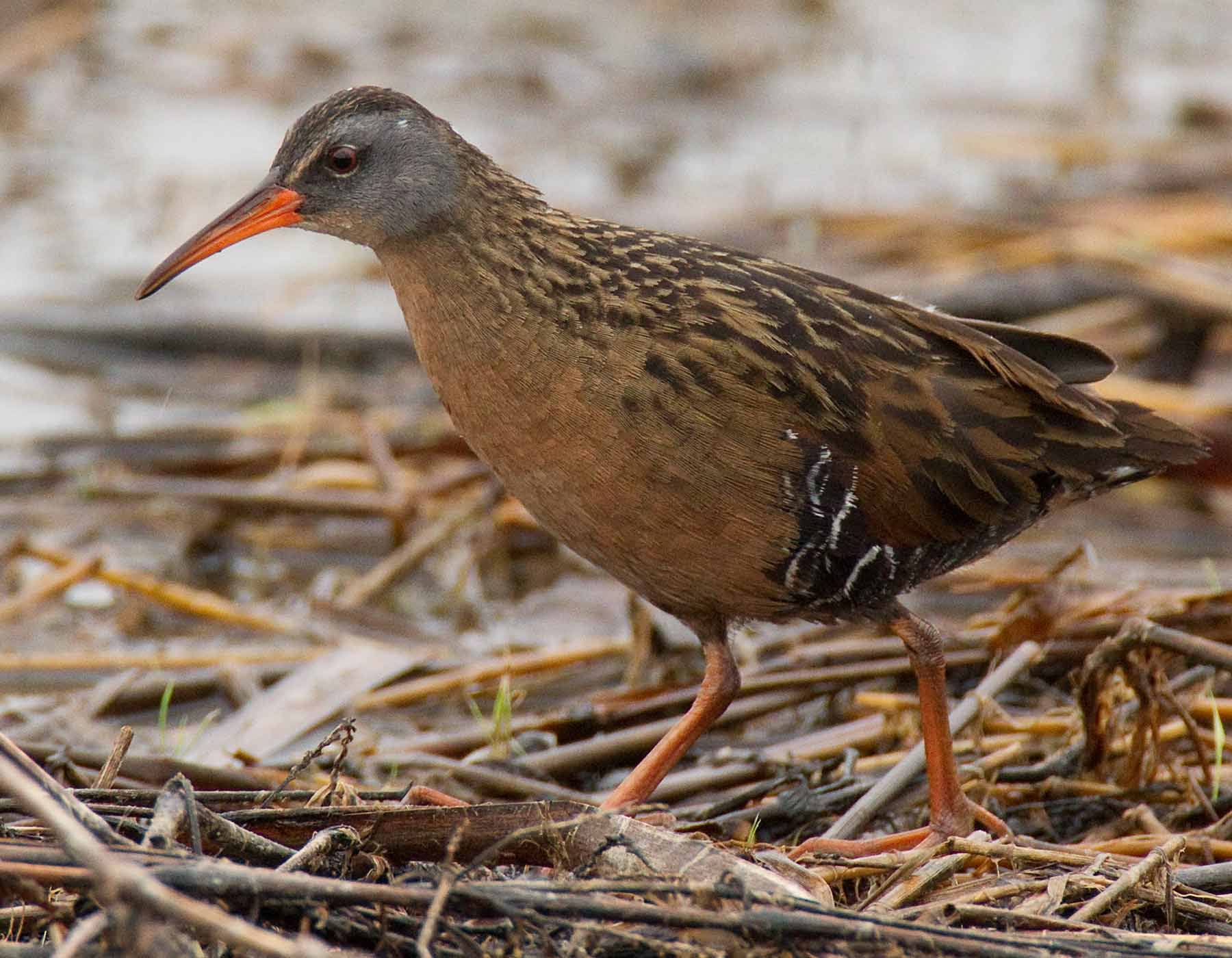 Photo of a Virginia rail walking on tamped-down aquatic vegetation.