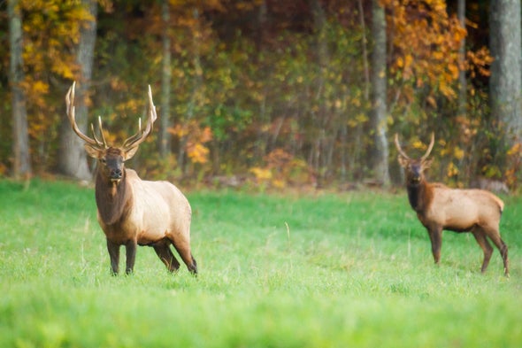Bull Elk