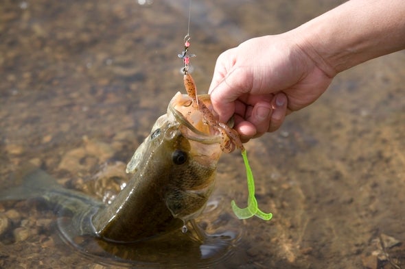 Fish on Hook