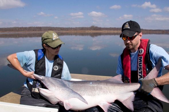 Paddlefish Tagging
