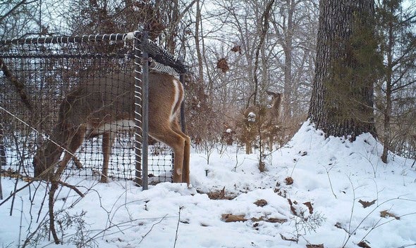 deer in cage trap