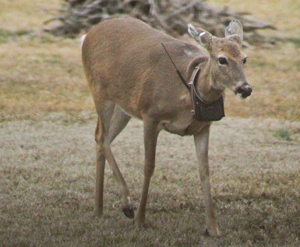 deer with tracking collar