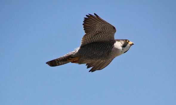 falcon in flight