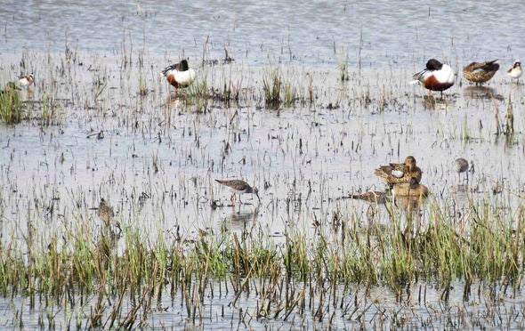 Ducks at Four Rivers CA