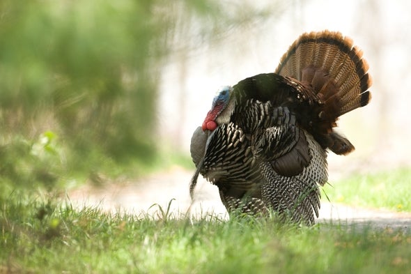 Neeper Conservation Area Turkey
