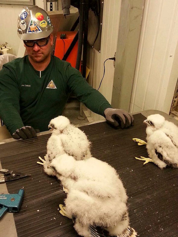 Falcon Chick Banding in Kansas City
