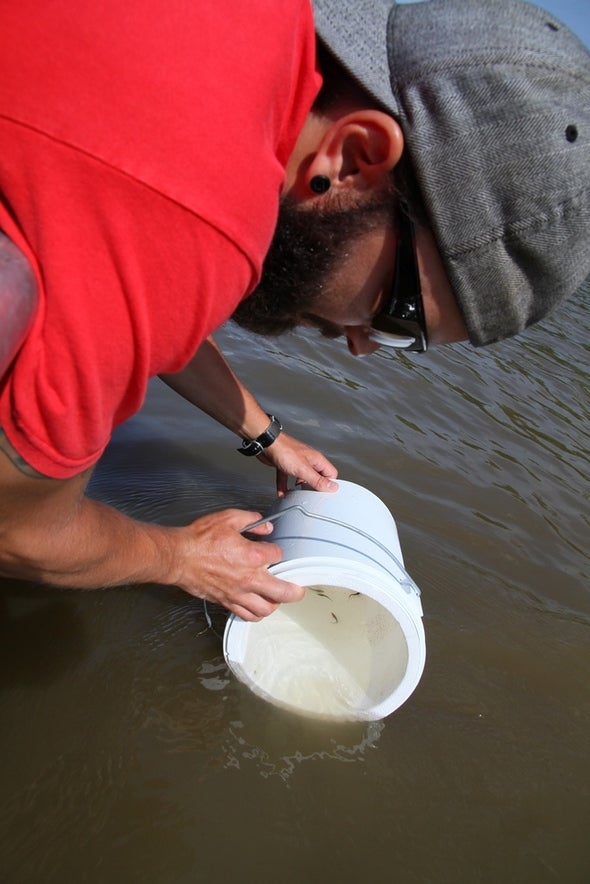 MDC releases lake sturgeon from Missouri’s first confirmed natural
