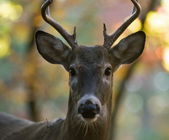 Buck Close Up