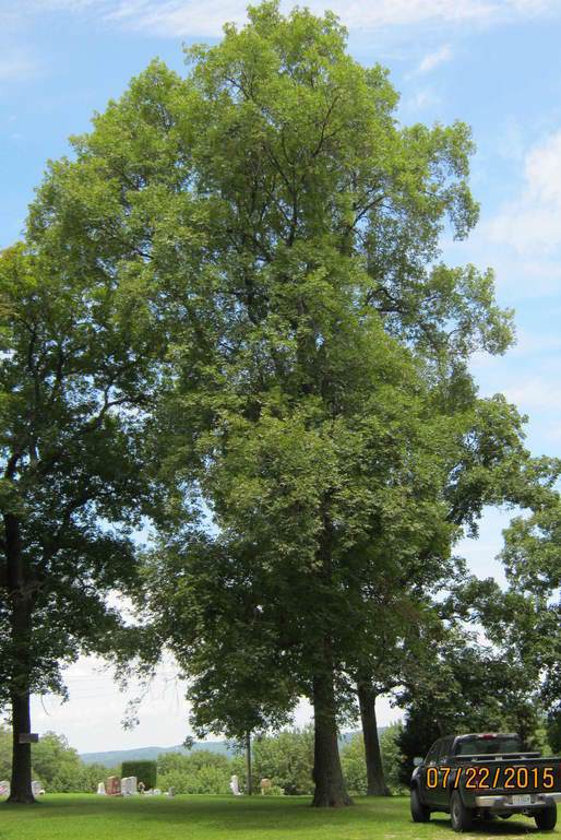 State Champion Black Hickory