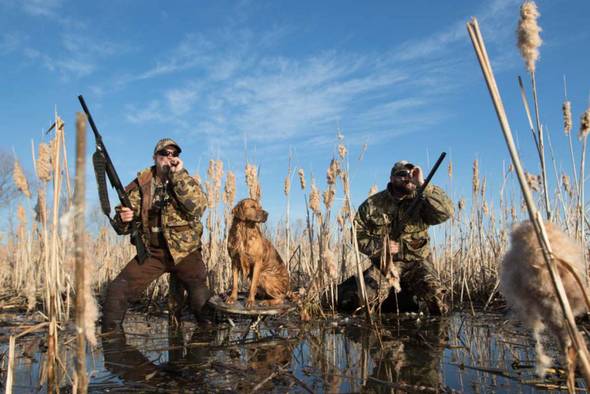Duck Hunting with Dog