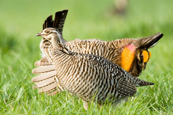 Two prairie chickens at Wah'Kon-Tah Prairie