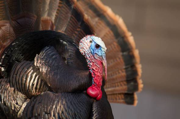 Close up of a turkey with its tail fanned out.