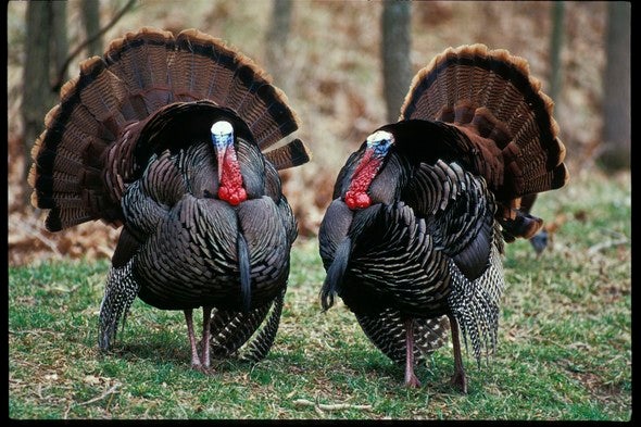 Two turkeys fan their tails near a woods.