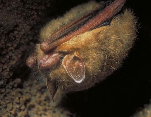 Bat