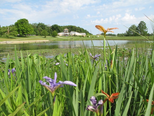 a plot of wildflowers grow near a pond at Cape Girardeau Nature Center