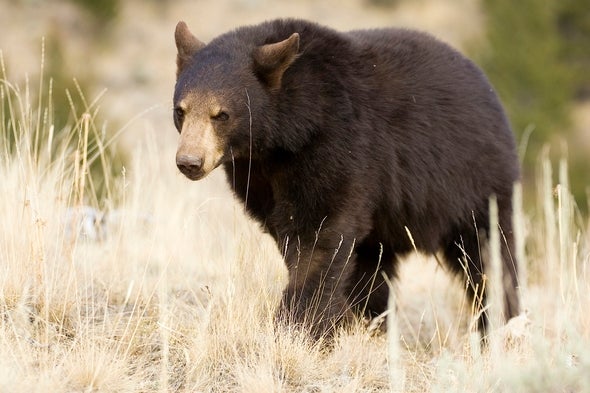 A black bear walks through a grassy field.