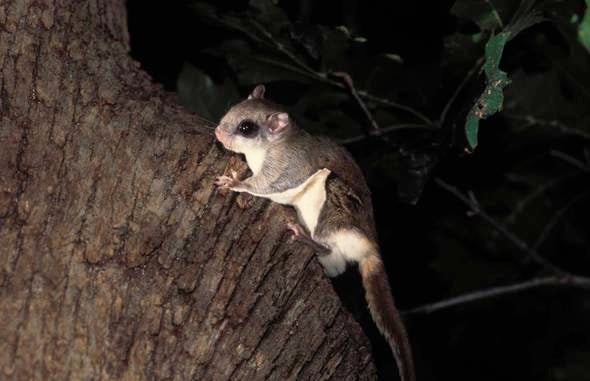 A flying squirrel on a tree branch
