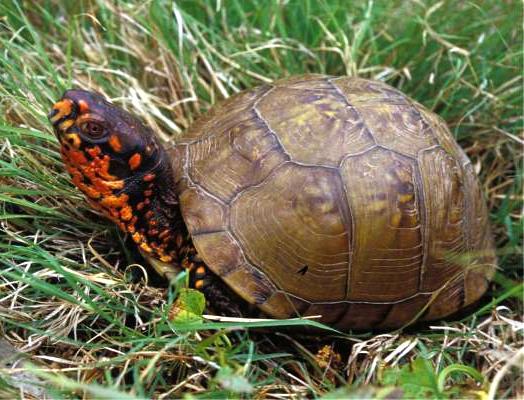 three-toed box turtle