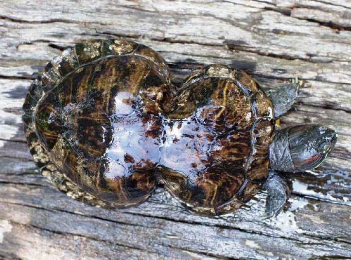 Peanut the Turtle, with her hourglass-shaped shell