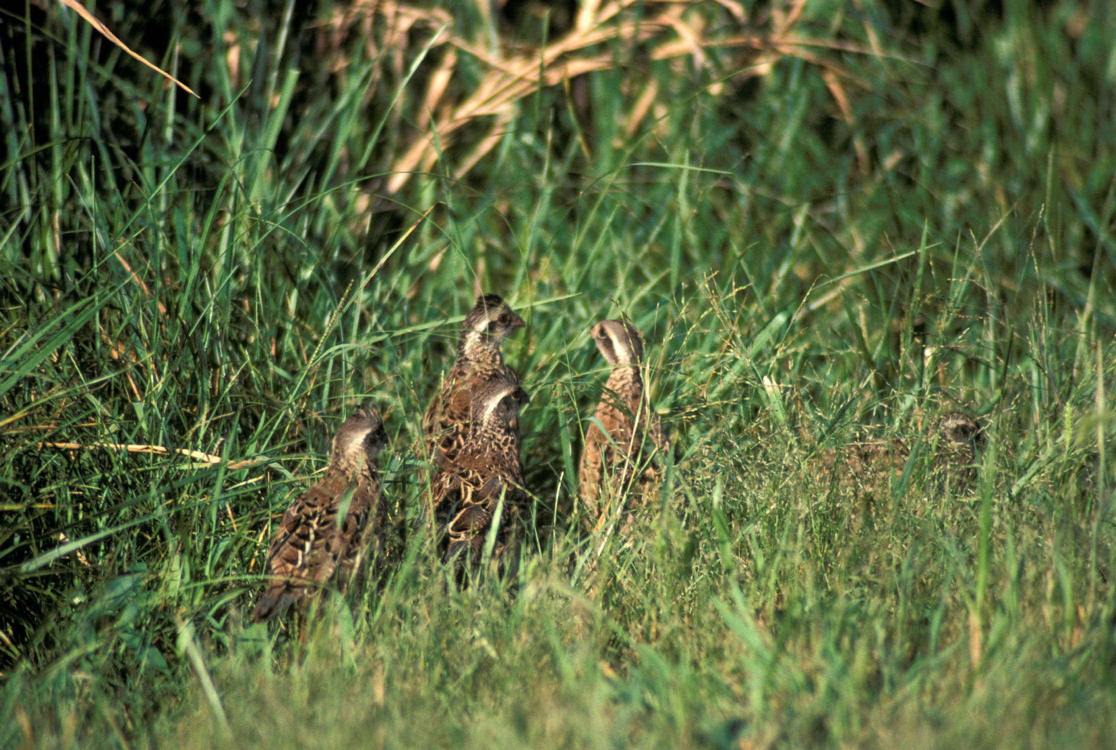 A young quail brood moves through cover.