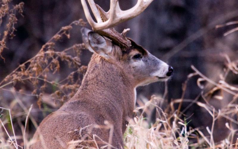 mature buck in woods