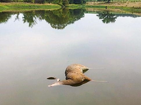dead deer in pond