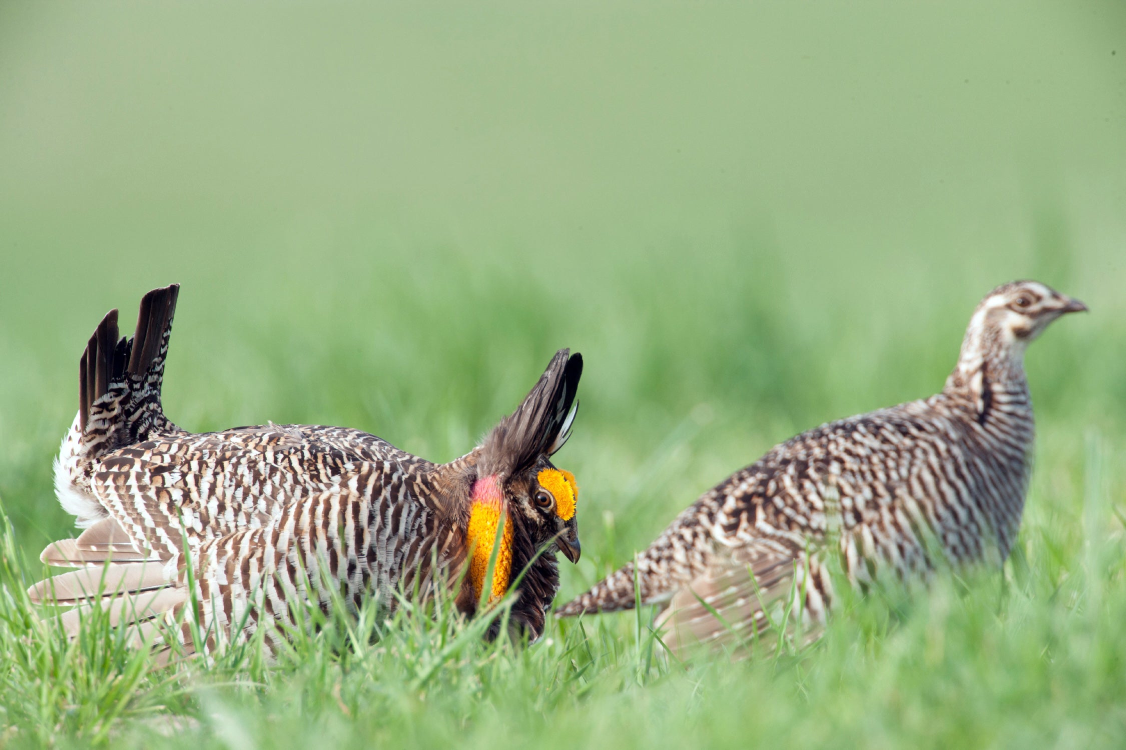 male and female prairie chicken in field
