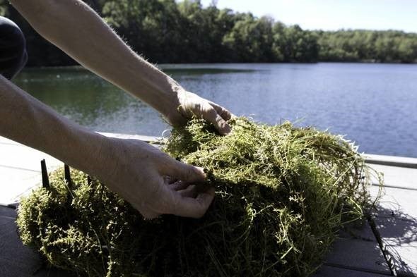 Hydrilla