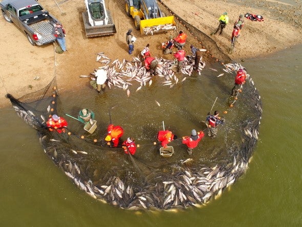Asian Carp Removal at Creve Coeur Park Lake
