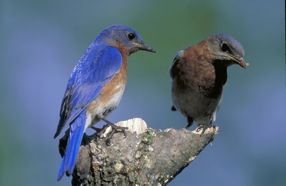 Bluebirds