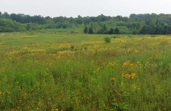 A field at Blue Lick Conservation Area.