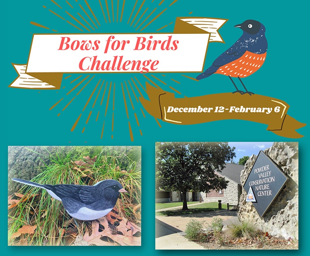 Bows for Birds Challenge