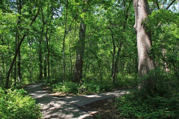 Burr Oak Woods trails