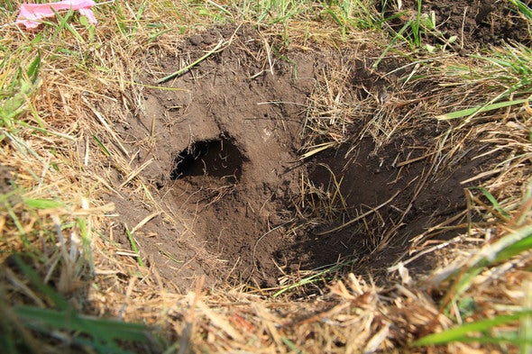Burying Beetle's Hole