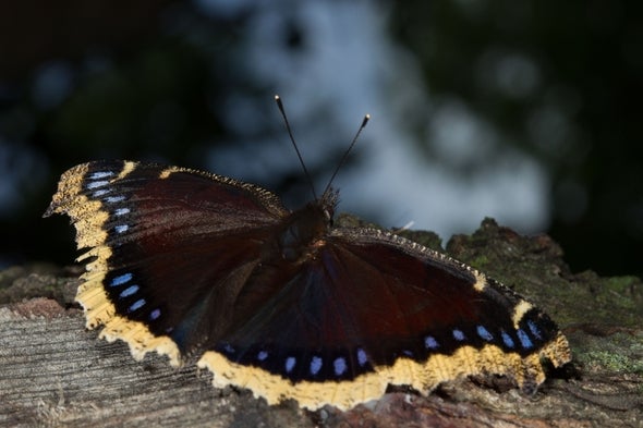 Butterfly resting on a log.
