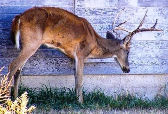 CWD deer