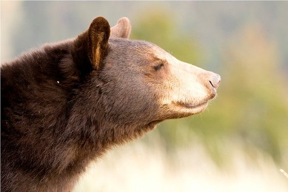 black bear