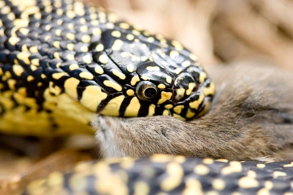 Snake eating a mouse.