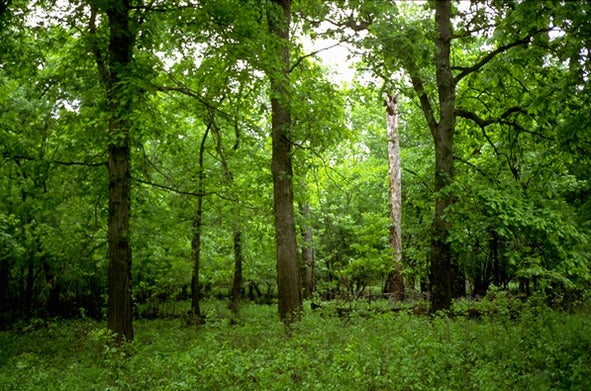 Forest at the Carpenter Memorial Conservation area