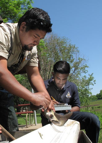 A man measuring a fish.