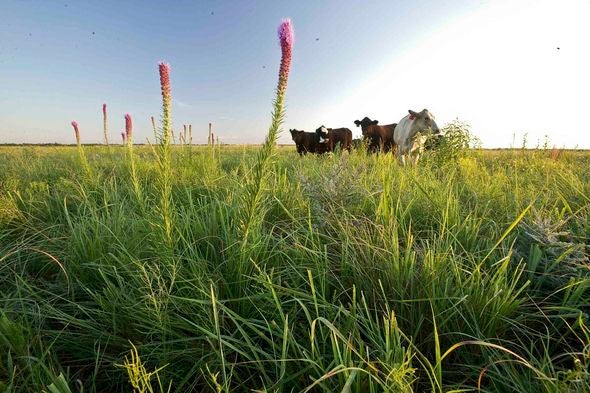 cows grazing in field