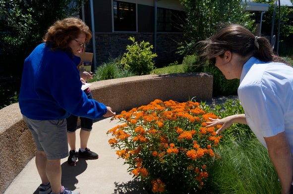 Teachers examine a butterfly milkweed