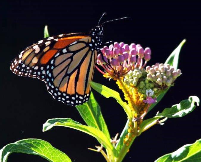 Monarch Butterfly on MIlkweed